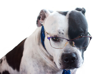 A business dog in a tie. Black and white American Staffordshire Terrier