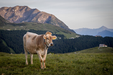 Fototapeta na wymiar A grazing cow in italian village nearby Splugen Pass (Italy)