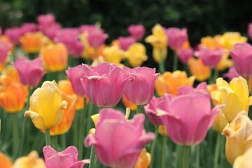Fototapeta premium field of tulips