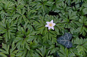 White bloom wood anemone flower or Anemone nemorosa surrounded by many green leaves, Sofia, Bulgaria