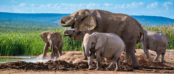 Elephants bathing, Addo Elephant Park South Africa, Family of Elephants in Addo Elephant park,...