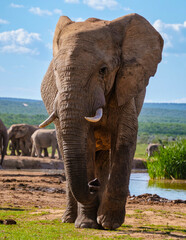 Elephants bathing, Addo Elephant Park South Africa, Family of Elephants in Addo Elephant park, Elephants taking a bath in a water poolwith mud. African Elephants - obrazy, fototapety, plakaty