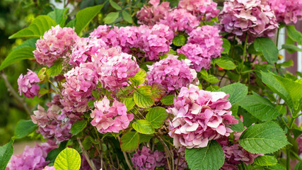 Hydrangea flowers in the garden