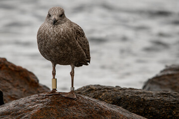 close-up view of spotted gull with identification rings on its legs