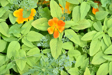 Multicolored flowers of the ashsholtsia in the greenery in the summer garden