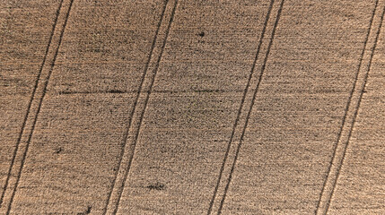 field of ripe wheat