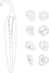 Hot pepper vector illustration. Hot pepper. Chilli. Cayenne pepper. Piece of pepper, pepper pieces with seeds, pepper circles, chopped pepper with seeds.