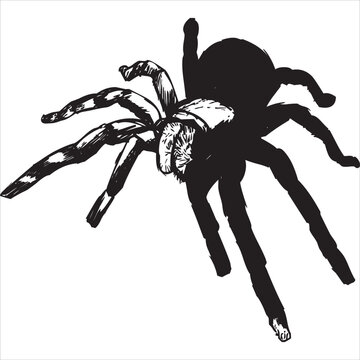 Vector, Image of spider, black and white color, with transparent background

