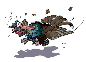 Obraz premium running turkey