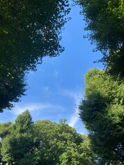 Beautiful summer foliage of a park and the sunny blue sky, year 2022 July 28th, Ueno park Tokyo Japan