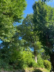 Beautiful summer foliage of a park and the sunny blue sky, year 2022 July 28th, Ueno park Tokyo Japan
