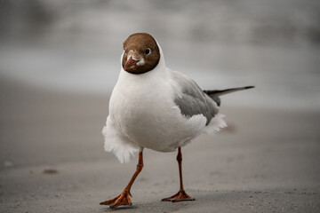 wonderful view of black-headed gull standing on shore on blurred background