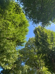Beautiful summer foliage of a park and the sunny blue sky, year 2022 July 28th, Ueno park Tokyo...