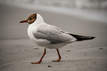 side view of black-headed gull standing on shore at water. Blurred background