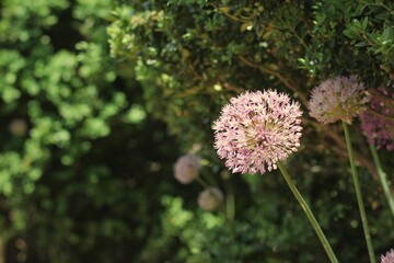 flower in the garden