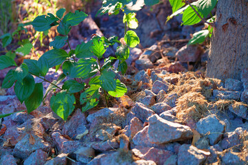 Evening light on the stones under the tree and green leaves nearby