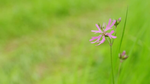 Lychis flos-cuculi, commonly called ragged-robin. Pink ragged robin, silene flos cuculi. Static.