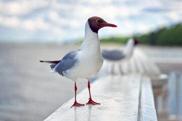 Seagull sits on a marble railing against the backdrop of the sea and blue sky. Close-up, seagull bird look at the camera.