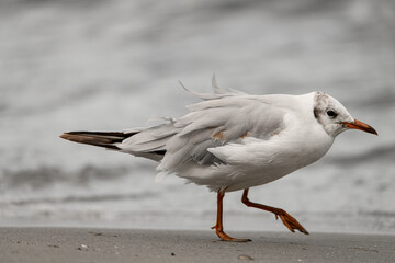 Obraz premium Selective focus on seagull walking along the sandy shore near the water