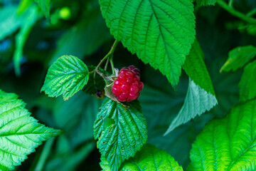 raspberry in the garden