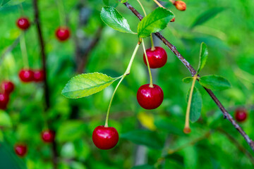 cherries on the tree