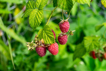 raspberry on a bush