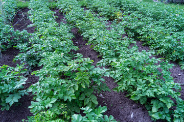potato plantation