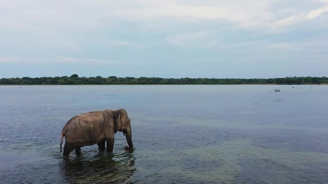 Aerial view of wid elephant in the lake in the national park. Wild animals. Sri Lanka.