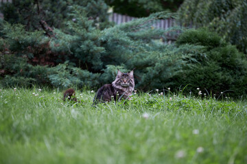 Beautiful large fluffy cat with long fluffy tail walks in the yard on green lawn.