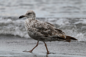 Side view of gull walking on the beach against a blurred background.