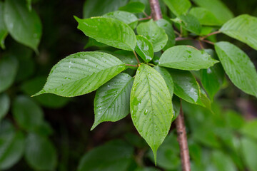 View of Prunus serrulata Japanese cherry leaves after the rain in spring. Natural background