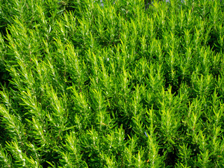 Gros plan sur un magnifique plan de thym, Île d'Yeu