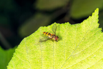A yellow fly on a green leaf