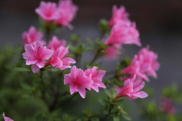 Azaleas, flores rosas