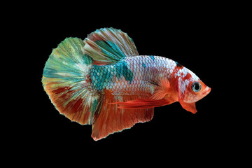 Multi-colored betta fish, siamese fighting fish, isolated on black background.