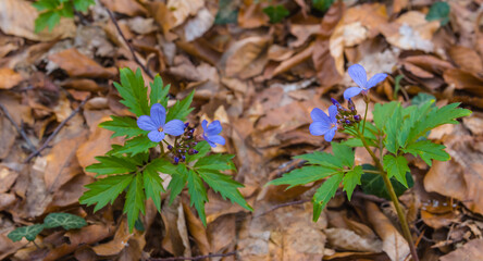 closeup flowers growth in forest among red dry leaves
