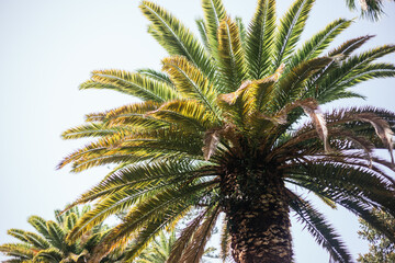 Garcia Sanabria Park and gardens, Santa Cruz de Tenerife.