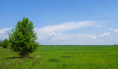 Fototapeta na wymiar alone tree among green prairie, natural countryside background
