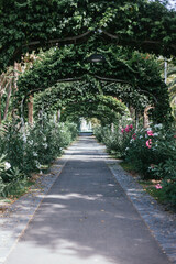 Garcia Sanabria Park and gardens, Santa Cruz de Tenerife.