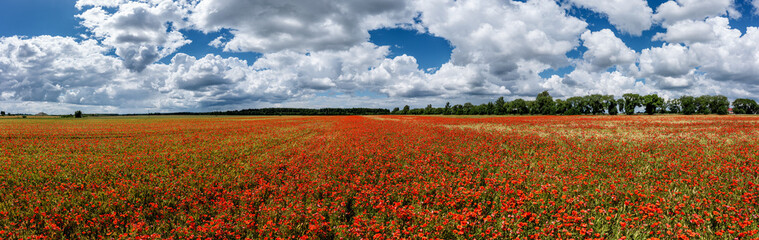 Fototapeta na wymiar Aerial view of an agricultural field with red poppies.