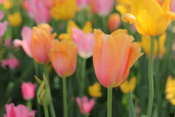 Obraz premium red and yellow tulip