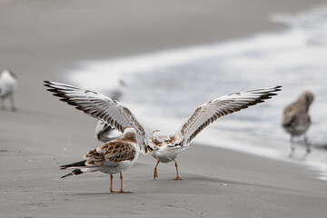 great rear view of gull with outspread wings on the beach