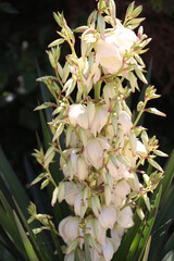 Flor de yuca