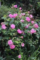 Fototapeta na wymiar Rosal de rosas rosas