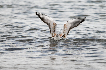 rear view of seagull floating on the water with raised wings