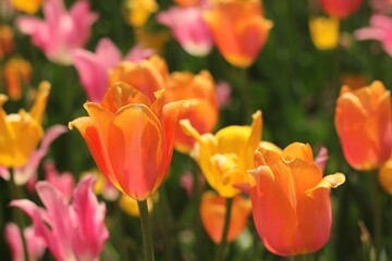 Beautiful pink and yellow spring tulips growing in the fields.
