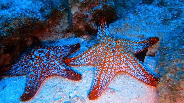starfish on the beach