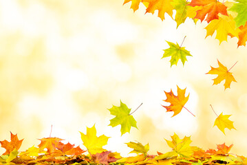 Falling autumn maple leaves natural background with copy space