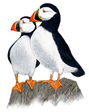 Puffins