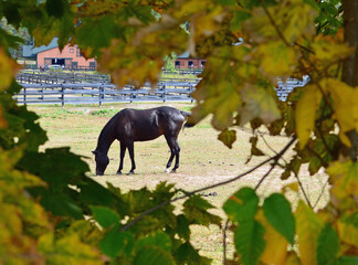 horse in autumn